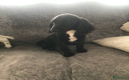Cocker Spaniel dogs for sale: Cocker Spaniel Puppies For Sale - Image 6