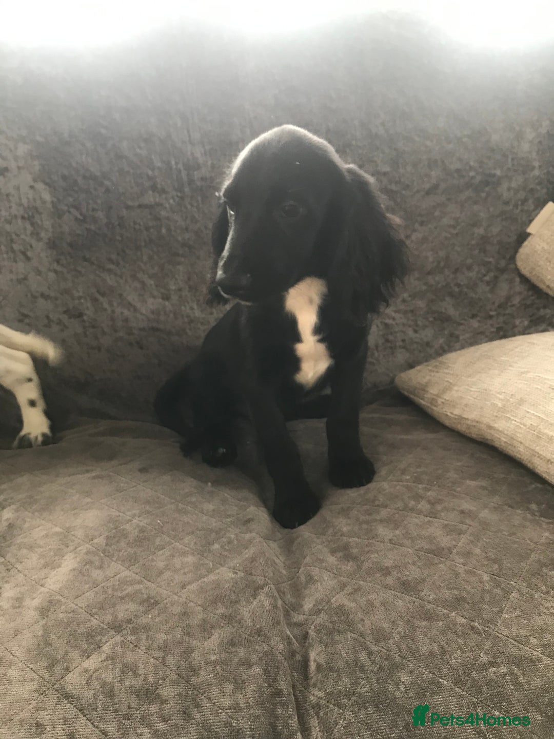Cocker Spaniel dogs for sale: Cocker Spaniel Puppies For Sale - Image 6