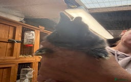 Netherland Dwarf rabbits for sale: Pure bred Netherland Dwarfs  - Image 9