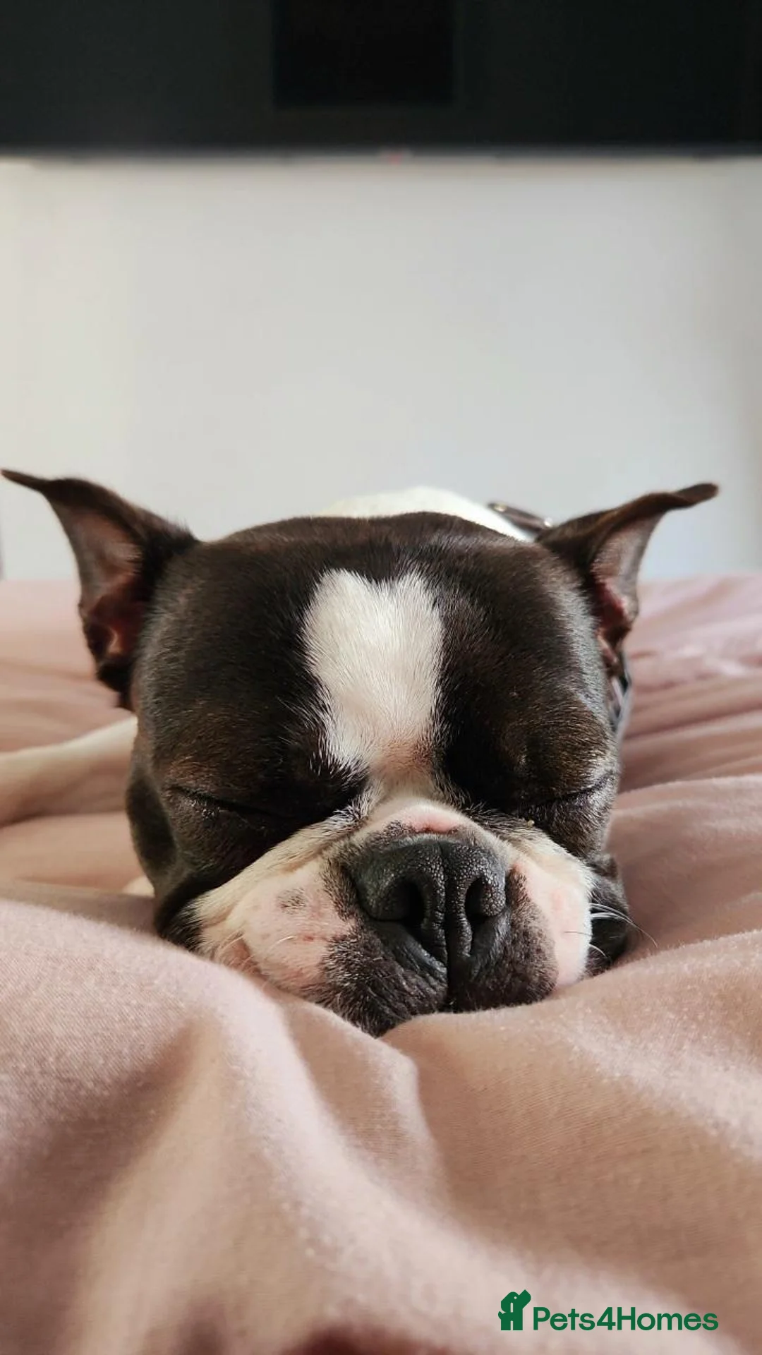 Boston Terrier dogs for sale: Health-Tested KC Registered Boston Terrier Puppies in Salford - Advert 39