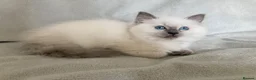 Ragdoll cats for sale: Beautiful Ragdoll Kittens - Advert 6
