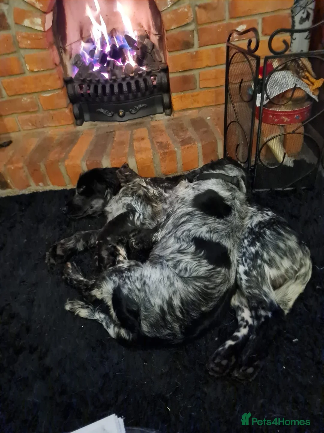 Cocker Spaniel dogs for sale: 3 Cocker spaniel  - Advert 12