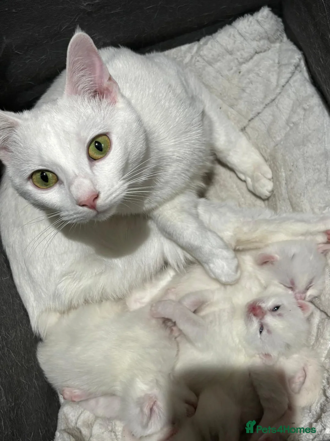 Mixed Breed cats for sale: Pure white kittens - Advert 2