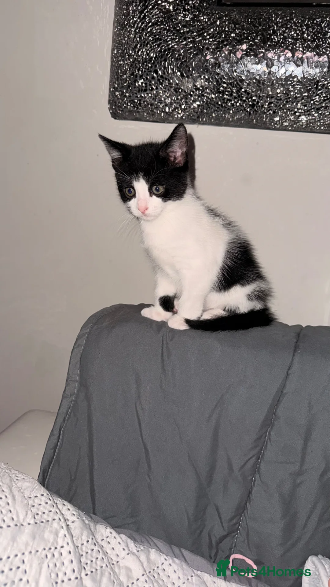 Mixed Breed cats for sale: Beautiful little boy kitten  - Advert 8