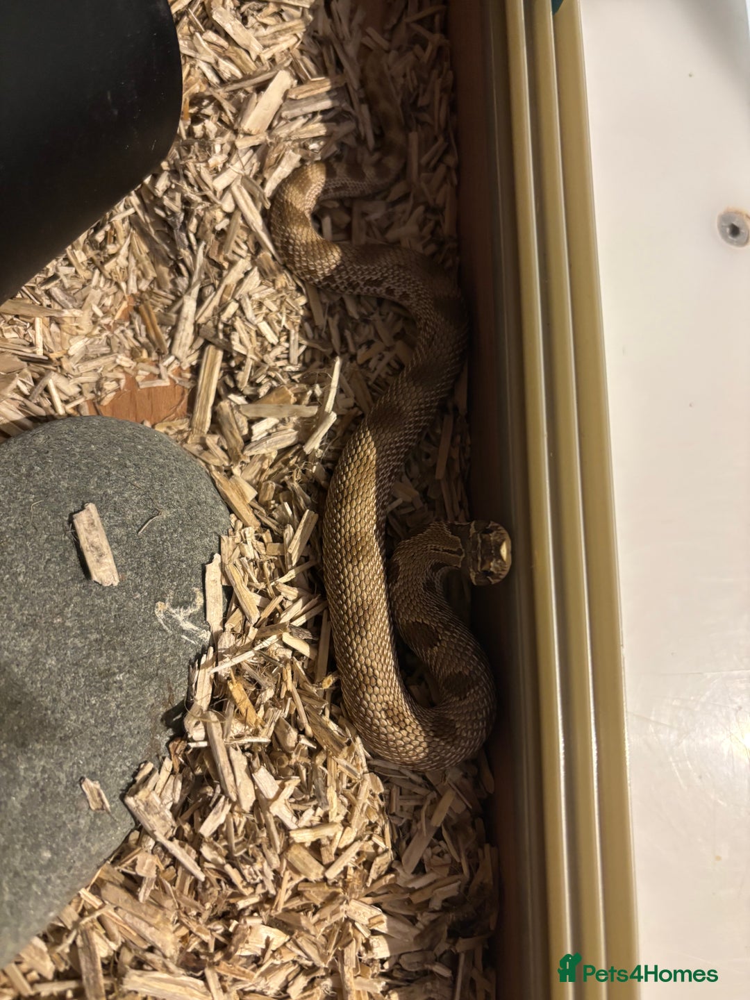 Python Snake reptiles for sale: Female ball python pied & Hognose snakes  - Advert 9