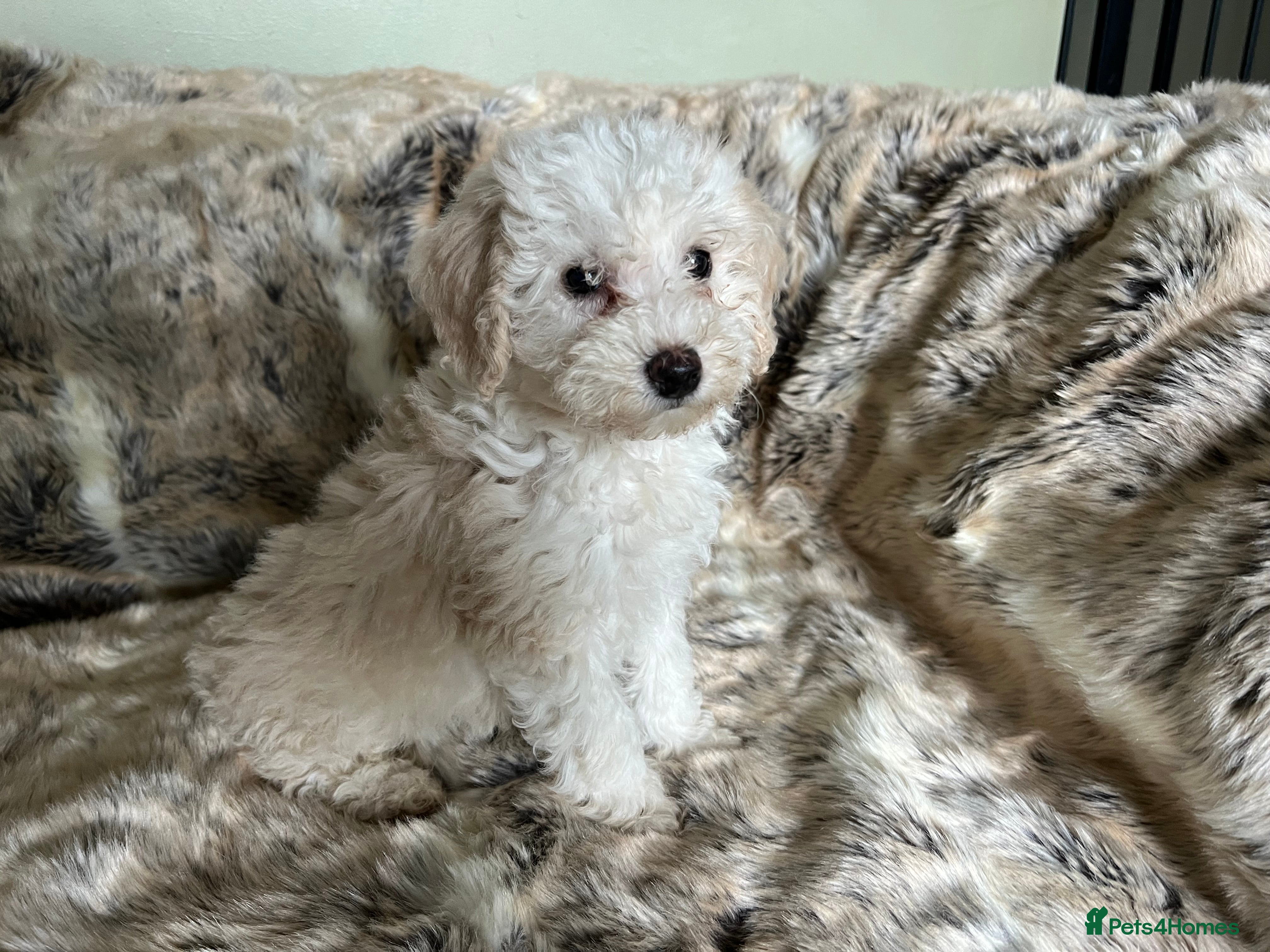 Bordoodle dogs F1b Bordoodle, extensive genetic test clear  - Advert 6