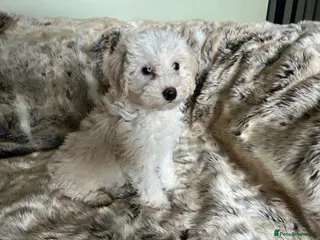 Bordoodle dogs F1b Bordoodle, extensive genetic test clear - Advert 18