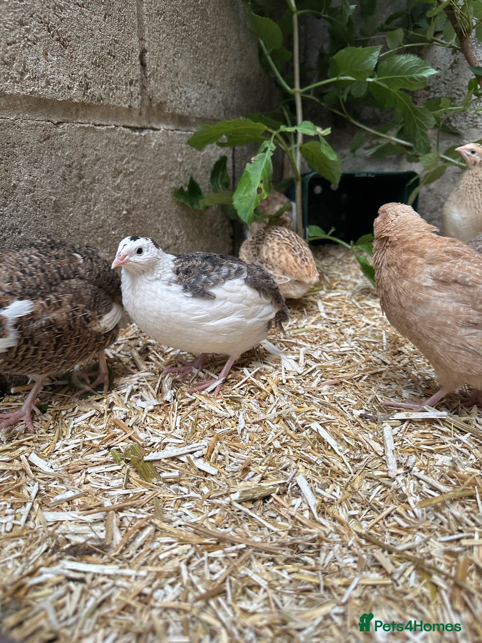 Quail poultry 12 Celadon Coturnix Quail (blue egg) Hatching Eggs - Advert 1