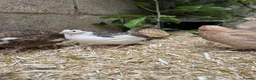 Quail poultry for sale: 12 Celadon Coturnix Quail (blue egg) Hatching Eggs - Advert 1