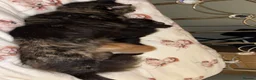Mixed Breed cats for sale: 2 male X Norwegian Forest kittens  - Advert 6