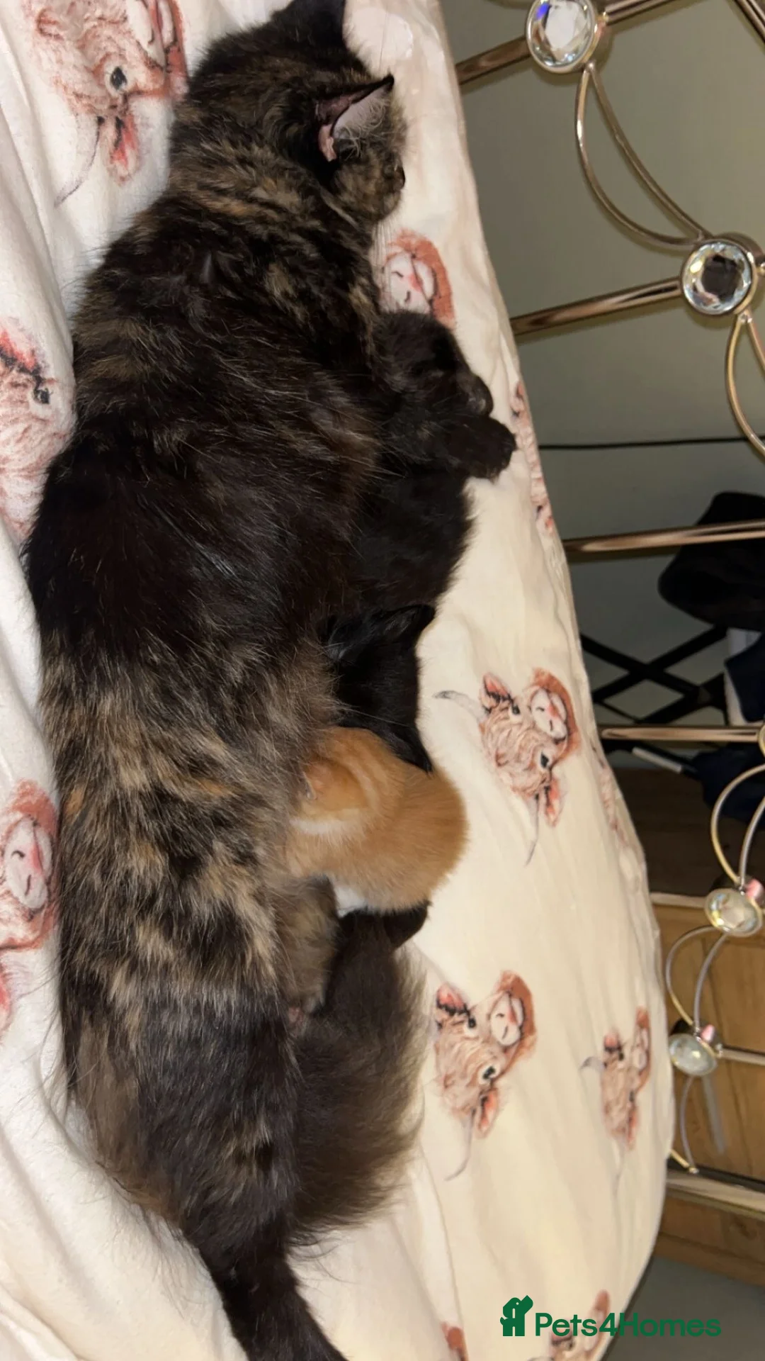 Mixed Breed cats for sale: 2 male X Norwegian Forest kittens  - Advert 6