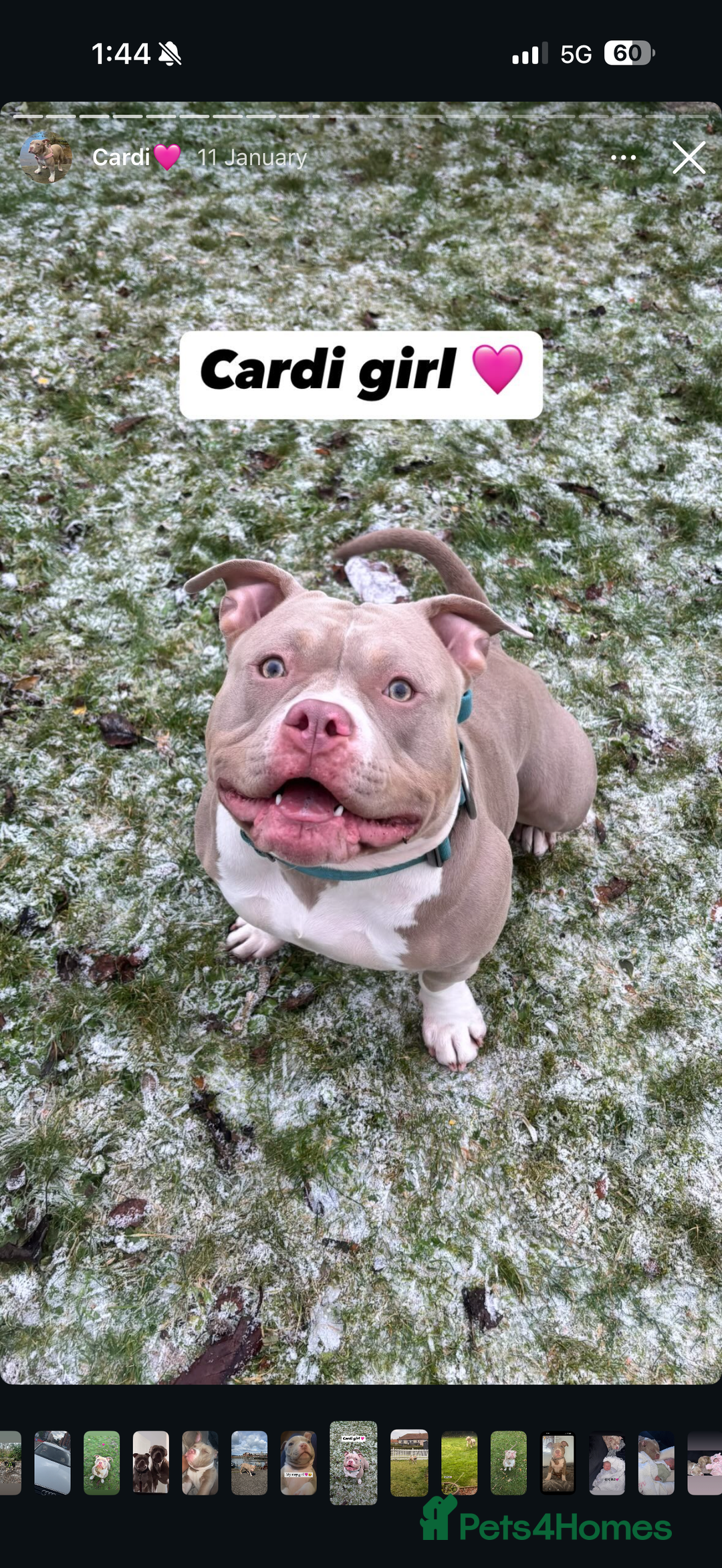 American Bully dogs for sale: 8 gorgeous American Bully pups 🐶 - Advert 23