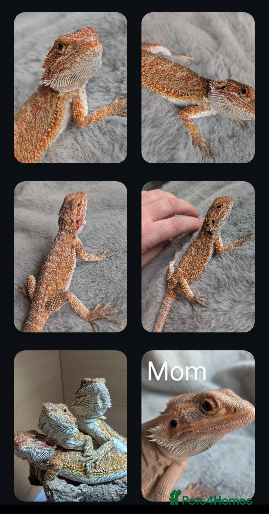 Bearded Dragon reptiles for sale: Beautiful Bearded Dragons - Advert 5