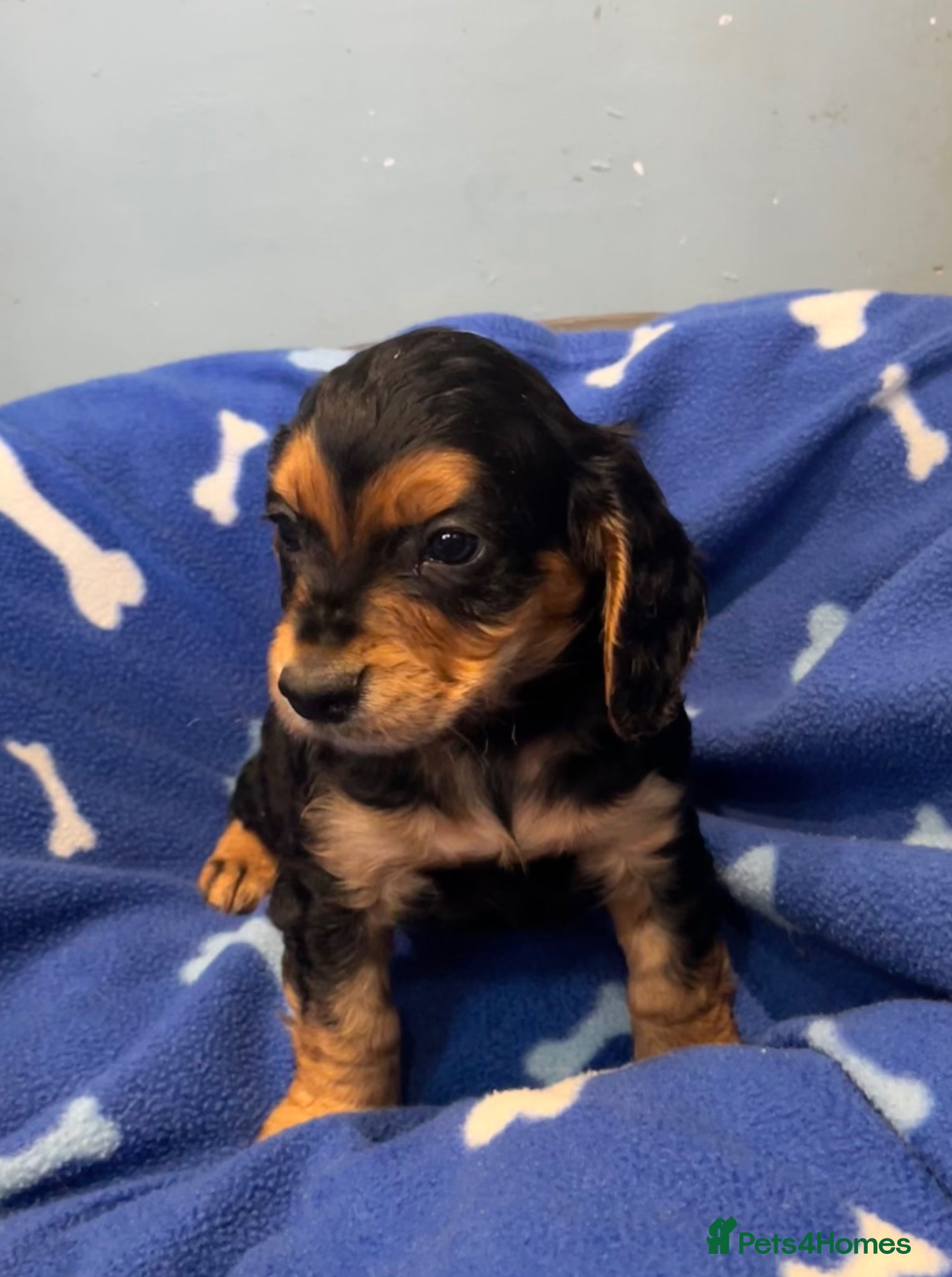 Cocker Spaniel dogs for sale: KC Cocker Spaniel puppies in Abertillery - Advert 6