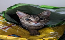 Bengal cats for sale: 3 year old loving Bengal cross needs a new home - Image 1