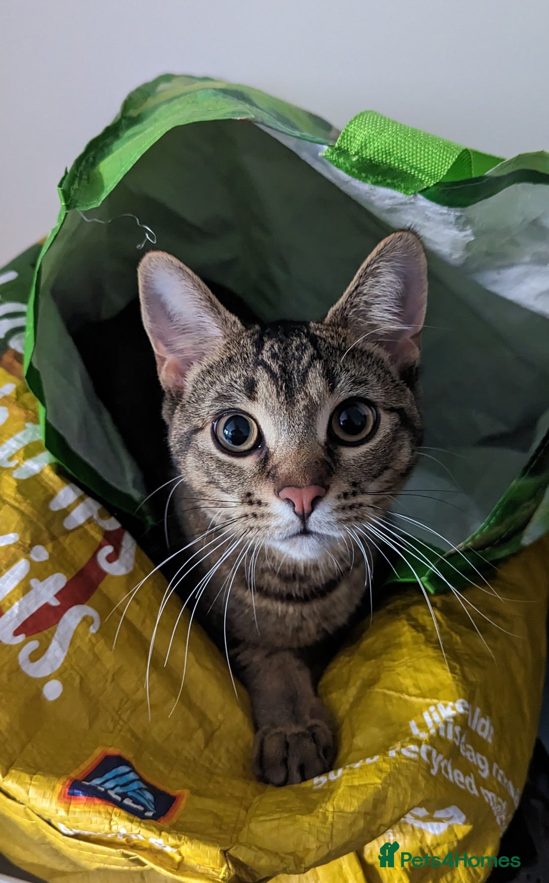 Bengal cats for sale: 3 year old loving Bengal cross needs a new home - Image 1
