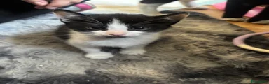 Domestic Shorthair Kitten 6