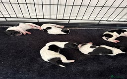 Pointer dogs for sale: English pointer puppies  - Image 3
