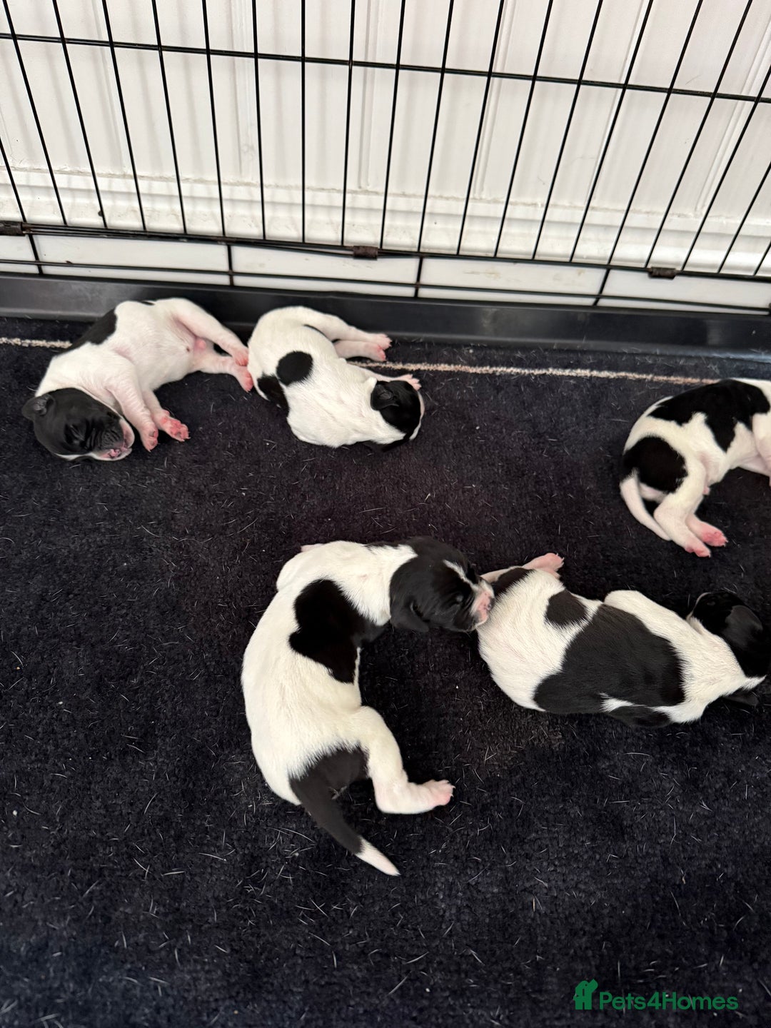 Pointer dogs for sale: English pointer puppies  - Image 3