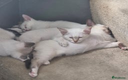 Mixed Breed cats for sale: Adorable Pedigree kitten - GCCF - REDUCED PRICE - Image 14