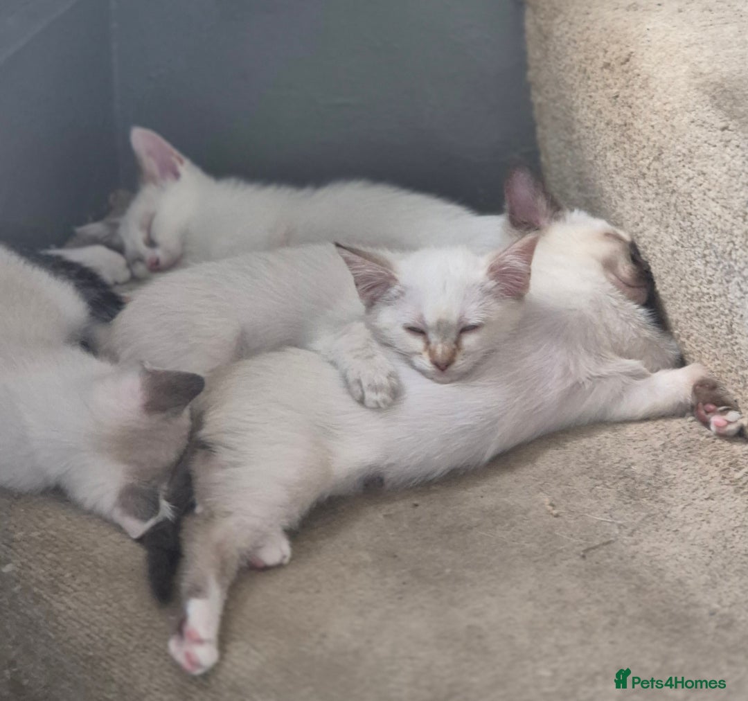 Mixed Breed cats for sale: Adorable Pedigree kitten - GCCF - REDUCED PRICE - Image 14