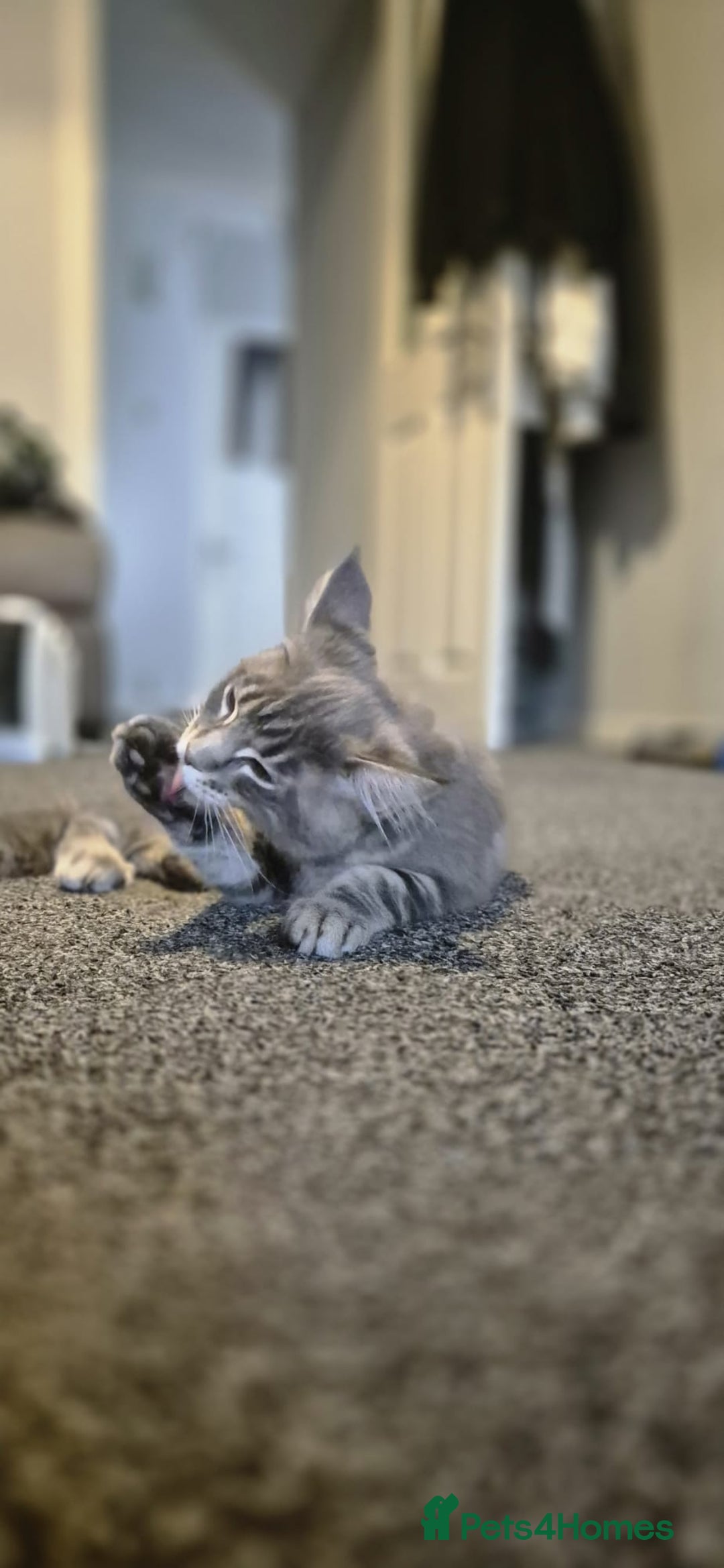 Maine Coon cats for sale: Twinny One and Two in Southend-on-Sea - Image 8