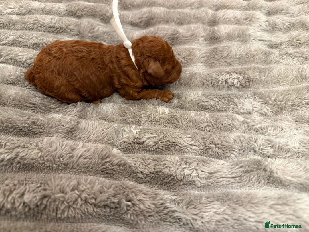 Cavapoo dogs for sale: Beautiful litter of 8 Cavapoos  - Advert 15