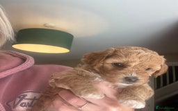 Mixed Breed dogs for sale: 💕 Gorgeous Cavapoochon Puppies 💕  - Image 15