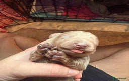 Miniature Dachshund dogs for sale: Miniature daschund - Advert 11