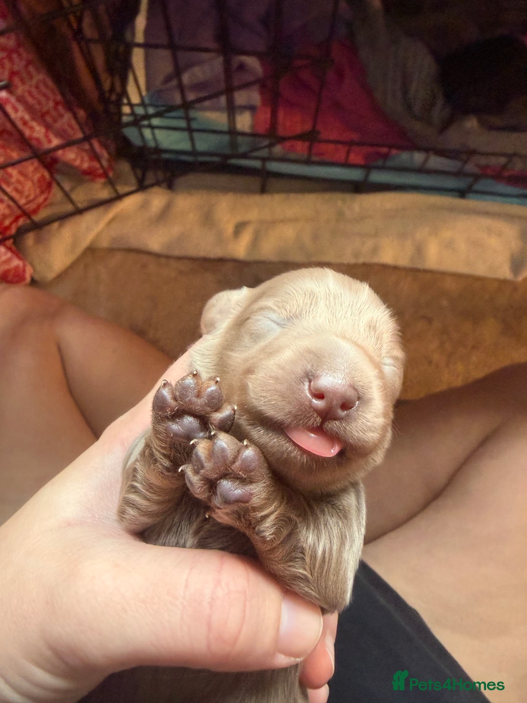 Miniature Dachshund dogs for sale: Miniature daschund - Advert 11