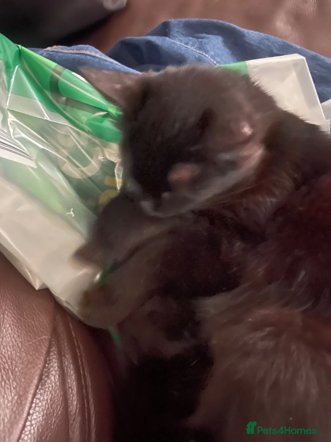 British Shorthair cats for sale: Black Female for sale - Advert 2