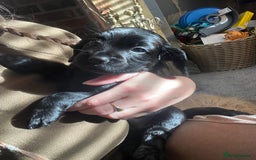 Cocker Spaniel dogs for sale: Cocker spaniel puppies - Advert 14