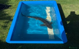 Koi Carp fish for sale: Various koi carp for sale  - Image 27