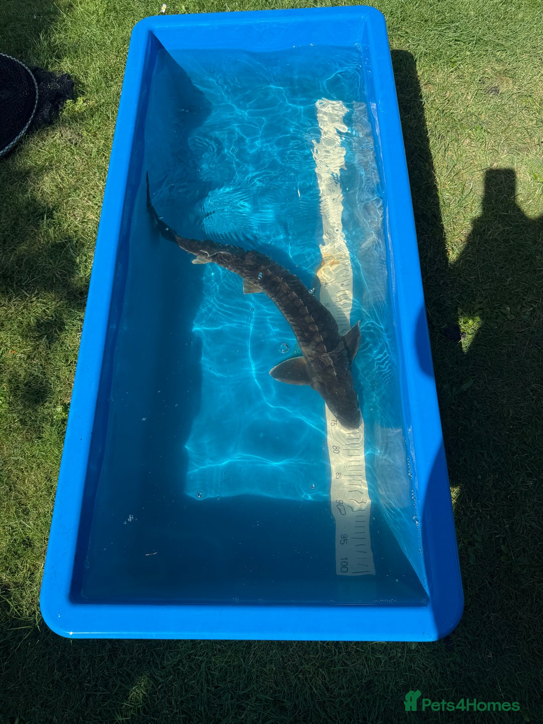Koi Carp fish for sale: Various koi carp for sale  - Image 27