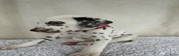 Dalmatian dogs for sale: Dalmatian Puppies  - Advert 6