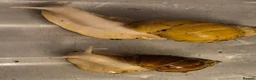 Snails invertebrates for sale: Baby Giant African land snail with temp. set up  - Advert 11
