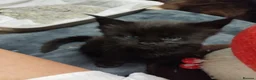 Maine Coon cats for sale: Purebred Maine Coon Kittens - Advert 5