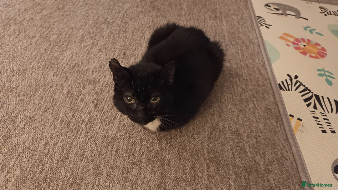 Mixed Breed cats for sale: Mickey - Advert 2