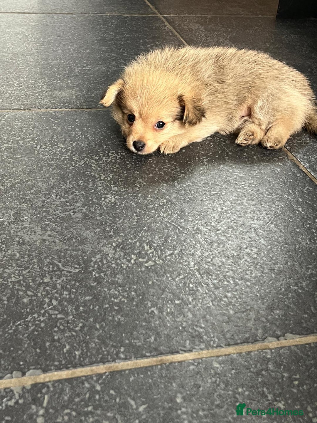 Mixed Breed dogs for sale: X2 Dauchshund/ Pomeranian pups - Image 3