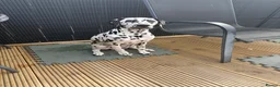 Dalmatian dogs for sale:  KC REGISTERED DALMATIAN PUPS  - Advert 2