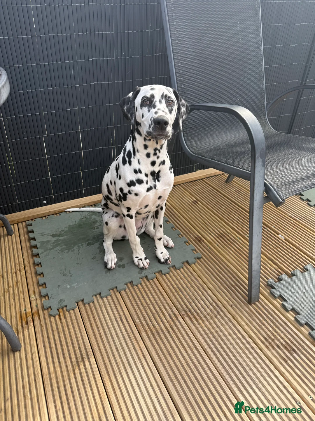 Dalmatian dogs for sale:  KC REGISTERED DALMATIAN PUPS  - Advert 2