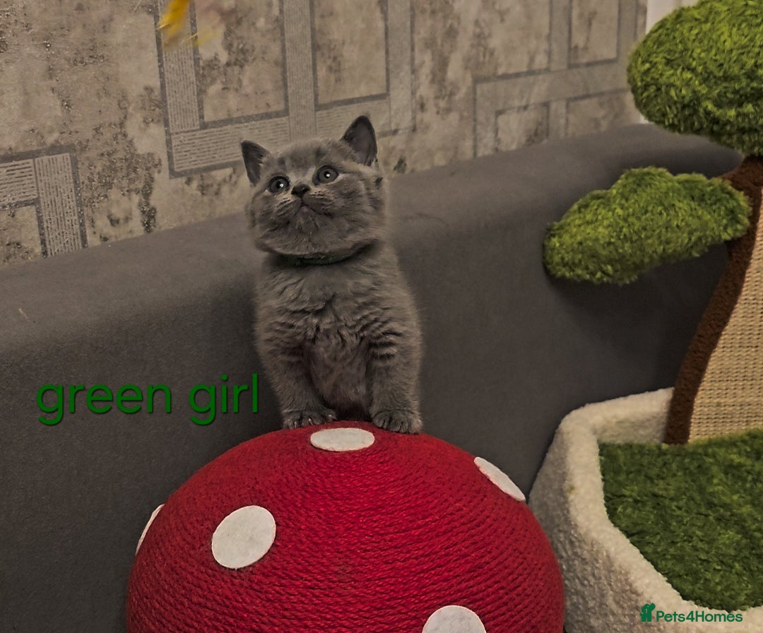 British Shorthair cats for sale: British Shorthair kitten's, GCCF pedigree - Advert 16