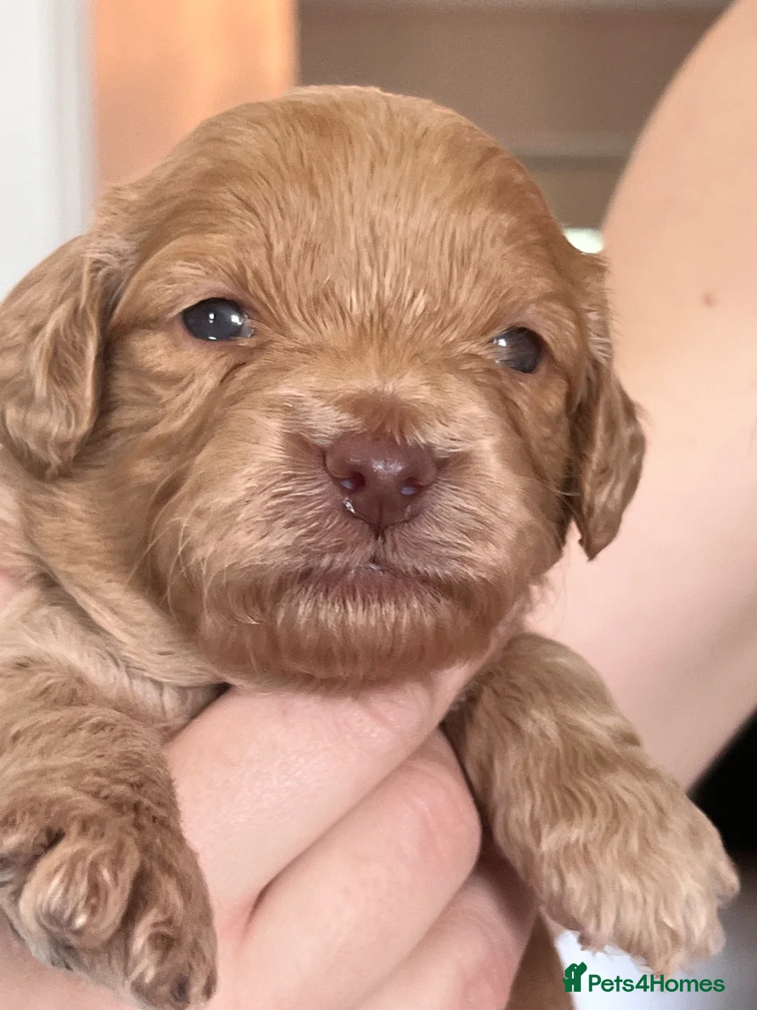 Cockapoo dogs for sale: Toy Cockerpoo Puppies - Advert 11