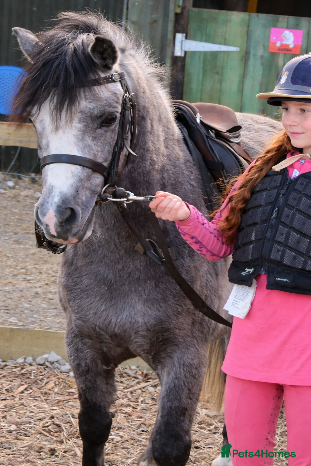 Welsh Section A horses Pretty Sophia,  - Advert 1