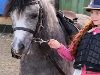 Welsh Section A horses Pretty Sophia, - Advert 1