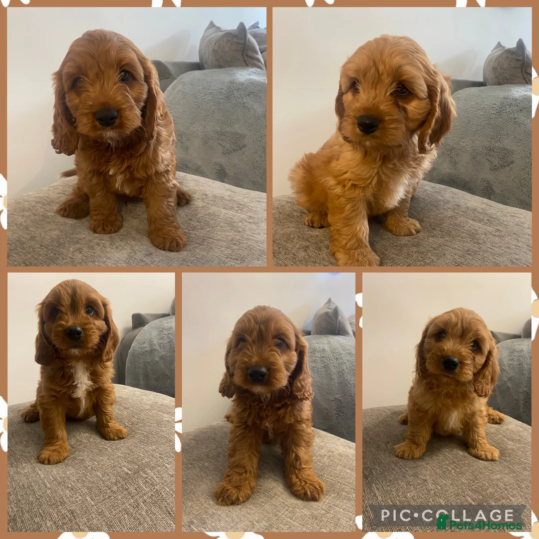 Cavapoo dogs for sale: F1 Cavapoo puppies  - Advert 1