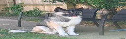 Mixed Breed dogs for sale: 13 month old Husky Cross in Dorchester - Advert 3