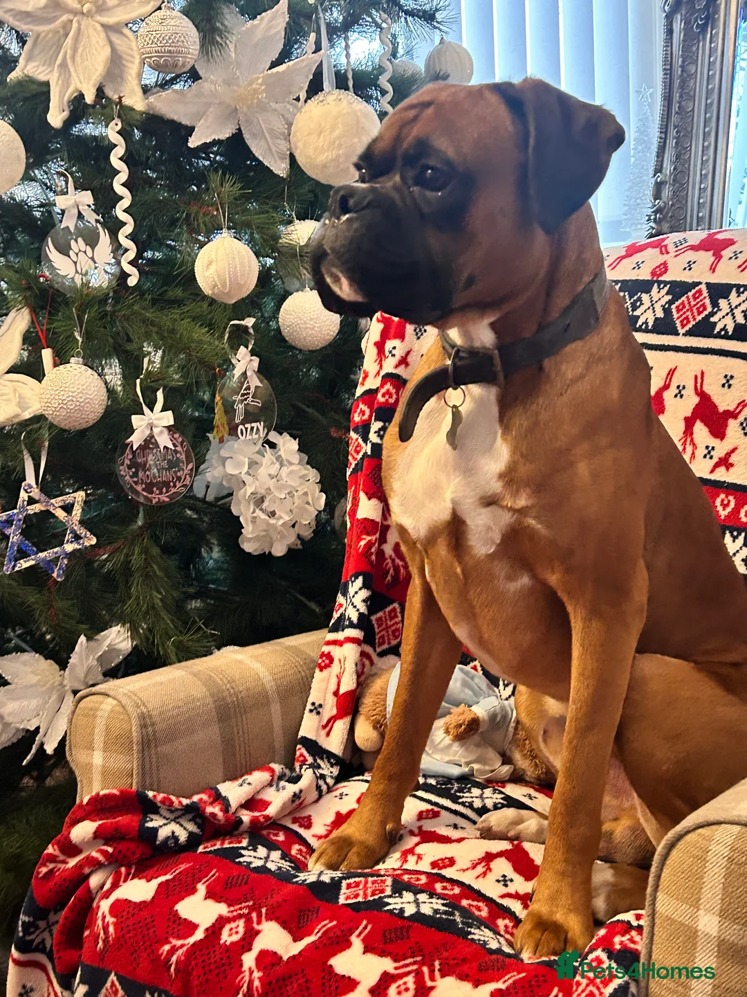 Boxer dogs for stud: Proven Handsome KC reg boxer-Heart score 0 in Tredegar - Advert 12