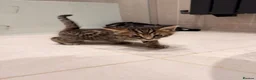 Mixed Breed cats for sale: Half bengal kitten  - Advert 5