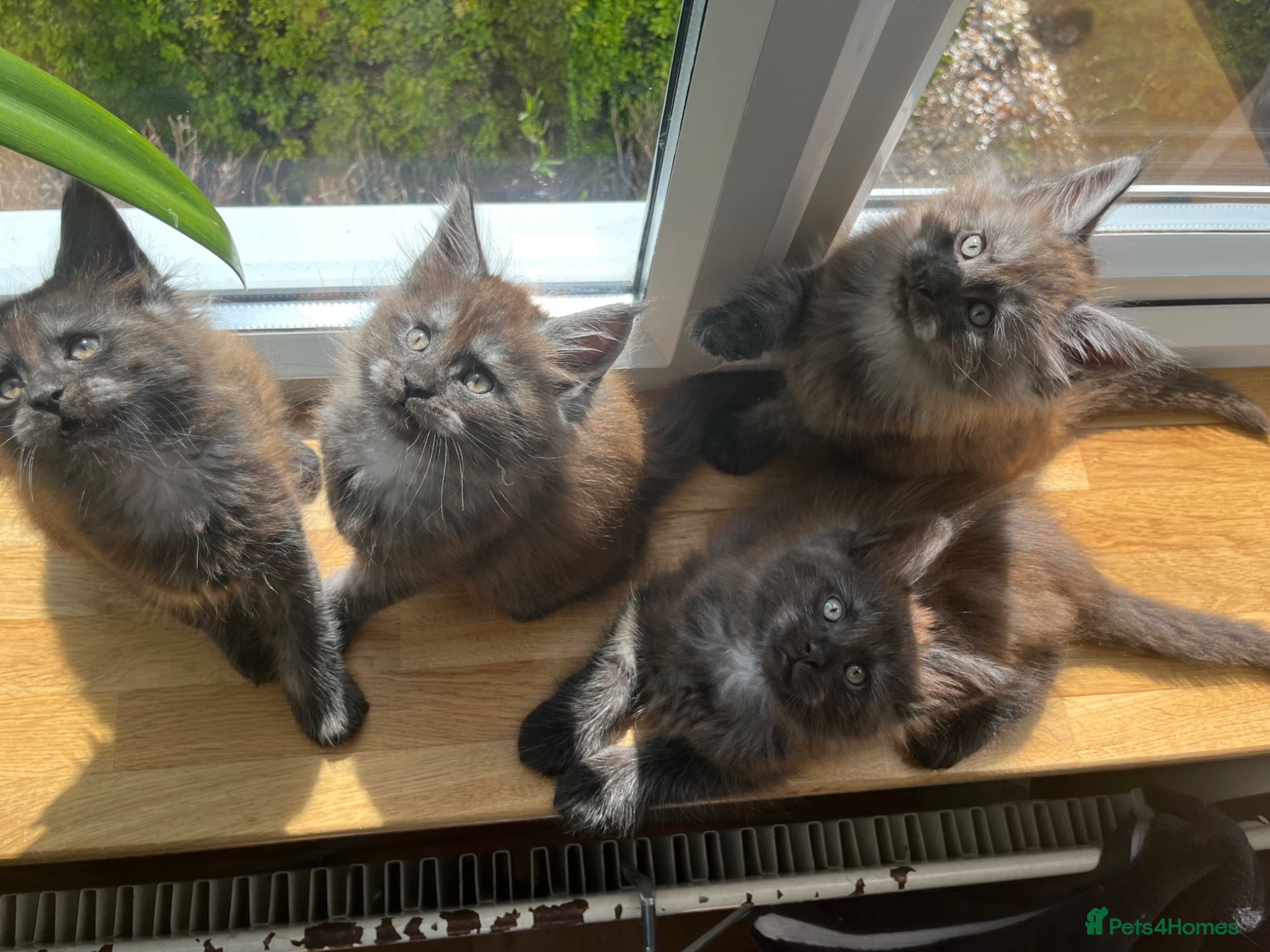 Maine Coon cats ⭐️Beautiful Maine Coon Kittens⭐️ - Advert 6